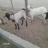 سلام دوستان نری وبره شهر|حیوانات مزرعه|قشم, |دیوار