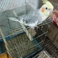 دو عدد عروس هلندی نر