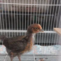 جوجه محلی و ماشینی ۱ ماهه