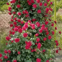 رز بوته ای و رونده به قیمت عمده