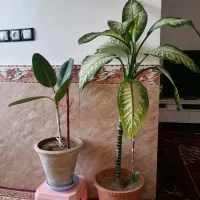 گل و گیاه|گل و گیاه طبیعی|سراجو, |دیوار