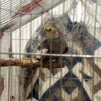 جفت عروس هلندی جون|پرنده|مرودشت, گندم|دیوار