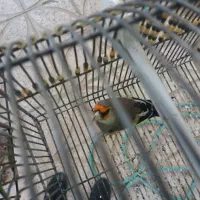 سهره نر خاکی قناری|پرنده|یزد, |دیوار