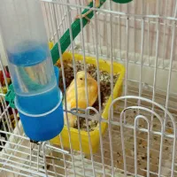 قناری|پرنده|یاسوج, |دیوار