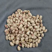 لوبیا چیتی 70روز درشت تازه مال امسال