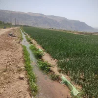 فروش زمین کشاورزی شهرستان سعادتشهر .پاسارگاد|فروش زمین و ملک کلنگی|پاسارگاد, |دیوار