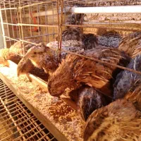 بلدرچین تخمگذار و گوشتی کلی و جزئی