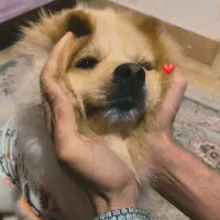 سگ آموزش دیده فوق العاده|سگ|پاکدشت, پاکدشت (مامازند)|دیوار