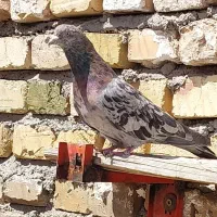 نر سرور