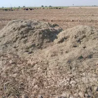 کاه ماش درجه ۱|خدمات باغبانی و درختکاری|گتوند, |دیوار
