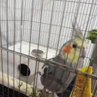 عروس هلندی سخن گو