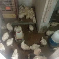 مرغ گوشتی 25 روزه