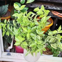 گلهای آپارتمانی|گل و گیاه طبیعی|کرمانشاه, |دیوار