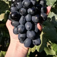 فروش خانه باغ|فروش خانه و ویلا|گیلان غرب, |دیوار