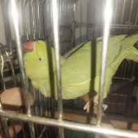 ملنگو ماده