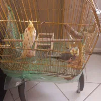 عروس هلندی نروماده