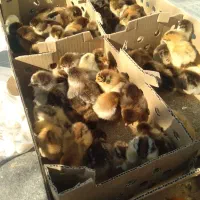 جوجه رسمی گلپایگانی