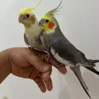 عروس هلندی جفت فول دستی