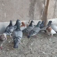 فروش پرشی،جغتای|پرنده|جغتای, |دیوار