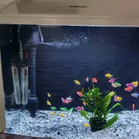 آکواریوم و ماهی