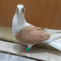 کبوتر|پرنده|شیراز, شهرک مهدیه|دیوار