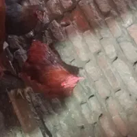 خروس|حیوانات مزرعه|آمل, |دیوار