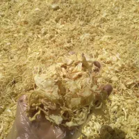 پودر و قلم پیاز