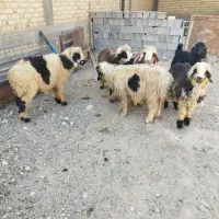 بره پرواری نر|حیوانات مزرعه|مرودشت, زنگی آباد|دیوار