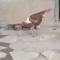 بوغلمون محلی نر سنگین