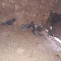 کفتر المانی