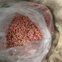 70من بذرگندم اذر2بوجاری شده وسم پاشی شده