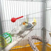 یک‌جفت عروس هلندی مولد