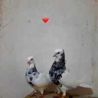 جفت نروماده طوق سرور بی عیب هفت رنگ