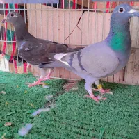 کفتر|پرنده|سراوان, |دیوار