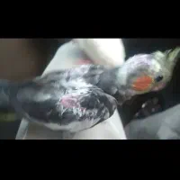 گمشده جوجه عروس هلندی