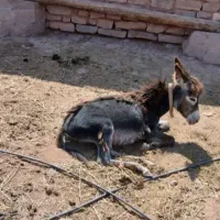 الاغ ماده و کره بفروش میرسد