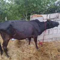 گاو حامله گوساله ماده درشت