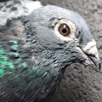 کبوتر پلاکی نر