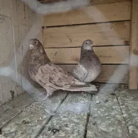 کبوتر|پرنده|رشت, یخسازی|دیوار