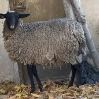 بره رومانوف فرانسه