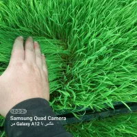 توم هاشمی درجه یک