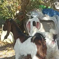 جفت گیسه پاکستانی. و یک کهره نر پتیری۵ماهه