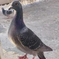 کبوتر مسافتی جان اردن