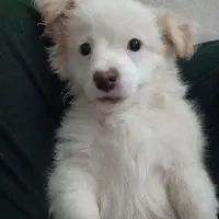 سگ نژاد مالتیپو|سگ|قم, حنیف نژاد|دیوار