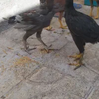 جوجه لاری چهار ماه|حیوانات مزرعه|مشهد, شهید احمدی روشن|دیوار