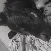 واگذار ۶ ماهشه سالم واکسن ها خورده|سگ|مرزیکلا, |دیوار