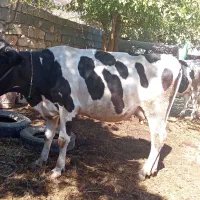 فروش گاو شیری