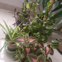 گل طبیعی آپارتمانی