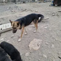 سگ ژرمن ماده شکم طلا|سگ|آذرشهر, |دیوار