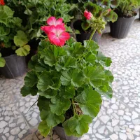 گل و کاکتوس شمعدانی هلندی